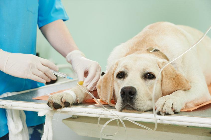 A Roma il primo ospedale veterinario pubblico e gratuito, il primo in Italia