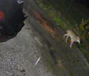 Roma – Lupo avvistato all’Infernetto, ma gli esperti rassicurano: «Situazione sotto controllo»