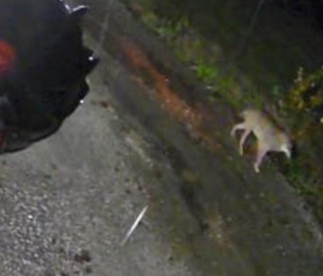 Roma – Lupo avvistato all’Infernetto, ma gli esperti rassicurano: «Situazione sotto controllo»