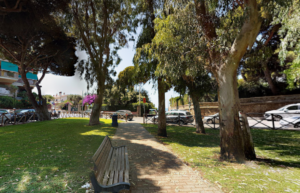 Civitavecchia – Cinque eucalipti saranno rimossi da piazza Verdi