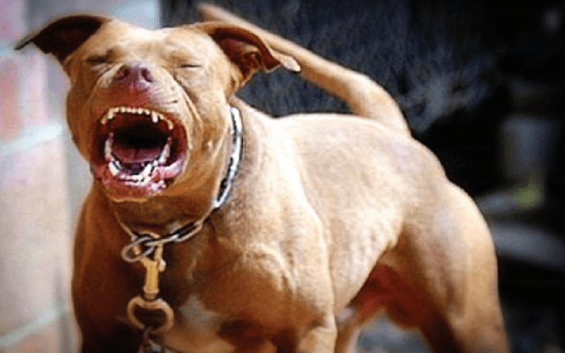 Capena, uomo aggredito dal suo pitbull: la moglie lo salva accoltellando il cane