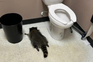 Procione cade dal soffitto in un negozio di liquori, si ubriaca e sviene in bagno