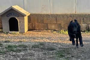 Il canile rifugio di Viterbo sullo speciale “Loro e noi” di Raiuno