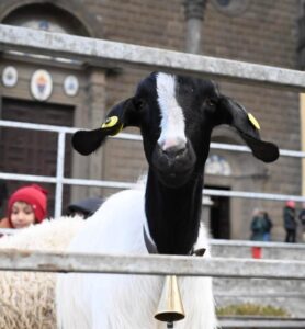 S.Antonio, a La Quercia benedizione degli animali e raccolta cibo per il canile Novepani