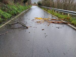 Montefiascone, caduta rami sulla strada per il lago: occhio alla viabilità