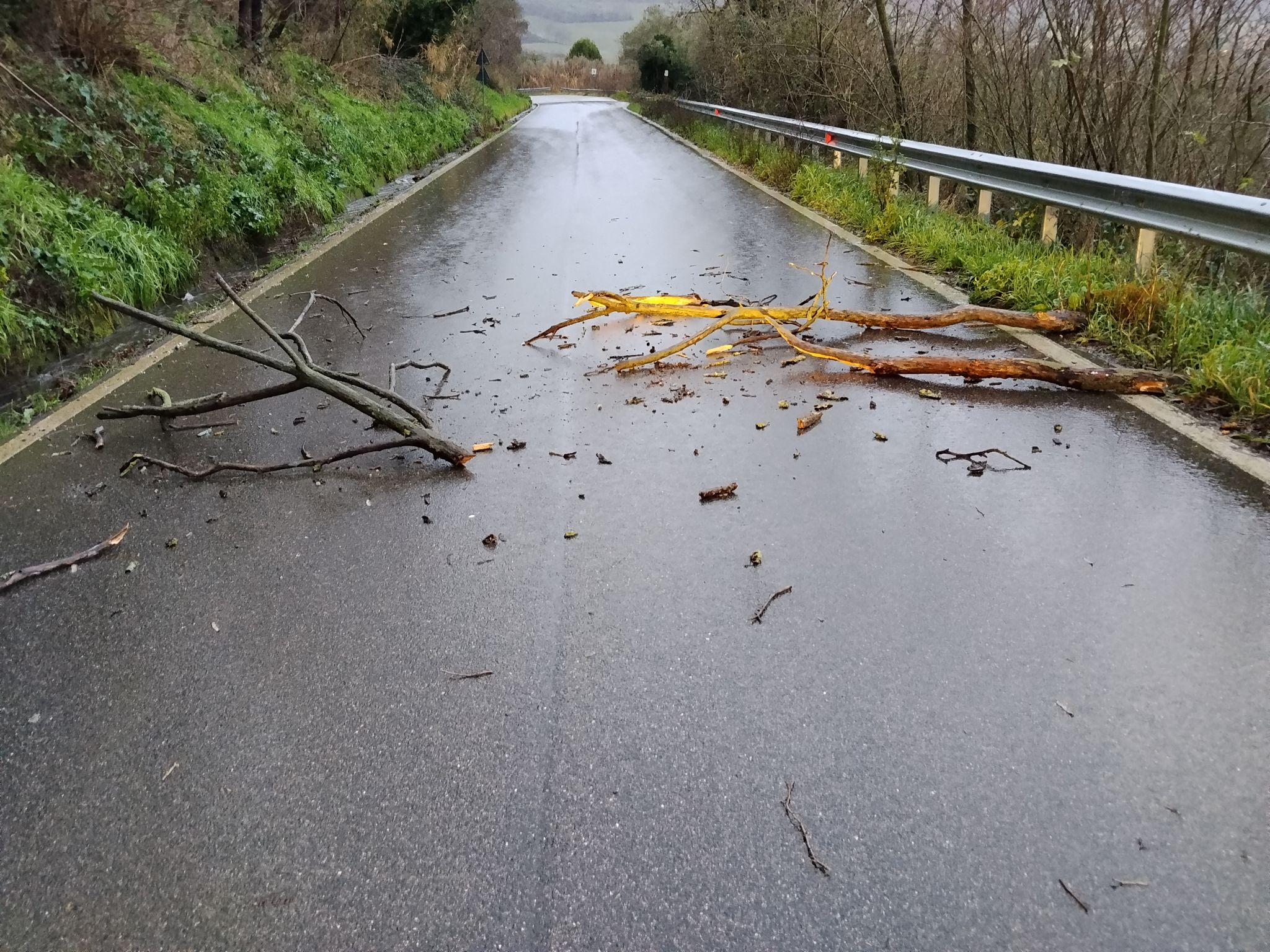 Montefiascone, caduta rami sulla strada per il lago: occhio alla viabilità