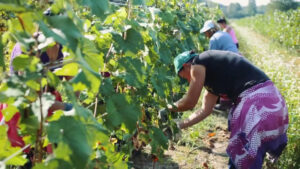 Agroalimentare, vola l’export