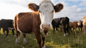 Tutela biodiversità e acquisto riproduttori: al via le domande per contributi regionali ad aziende zootecniche