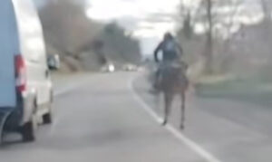 Anagni – Identificato fantino al galoppo su via Anticolana