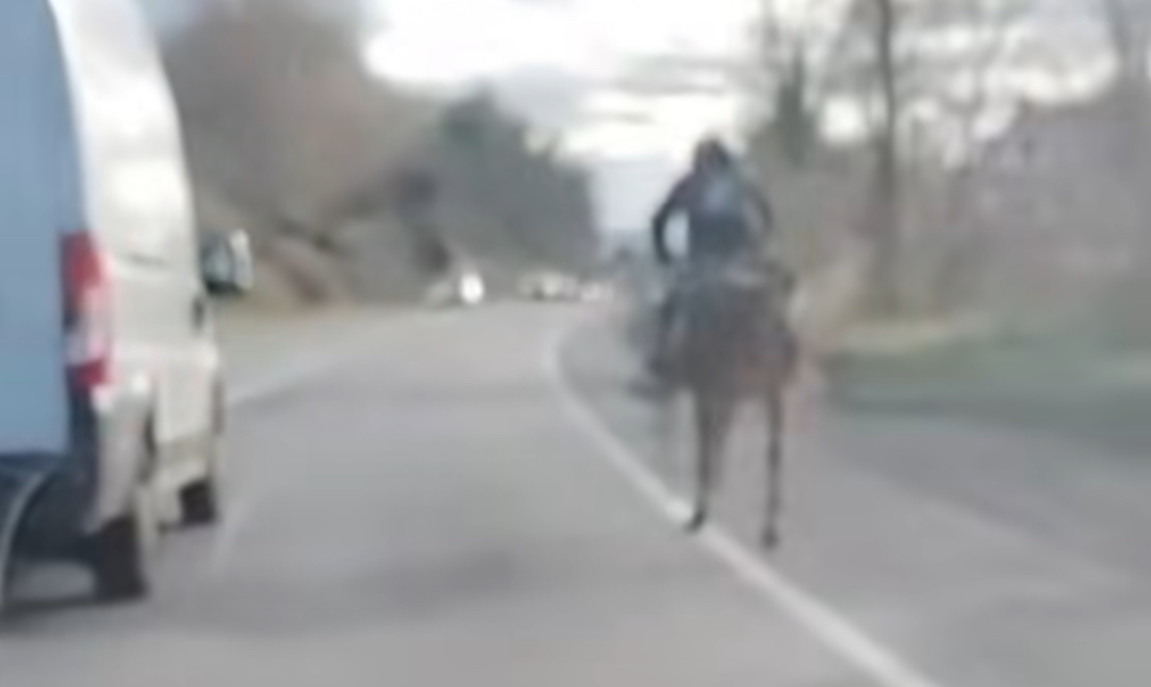 Anagni – Identificato fantino al galoppo su via Anticolana