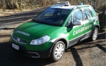 Latina: caccia di merli e tordi in area protetta, denunciati due bracconieri