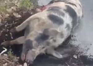 Vetralla – Enorme maiale invade la Cassia: auto finisce fuori strada, ferita una donna