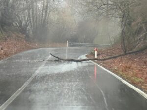 Viterbo – Grosso ramo cade sulla Cassia Cimina, disagi per il traffico
