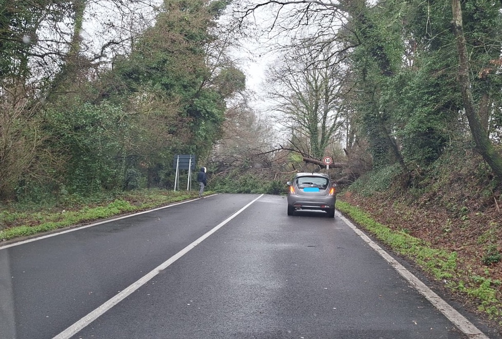 Manziana – Crolla un grosso albero sulla strada, Braccianese Claudia bloccata