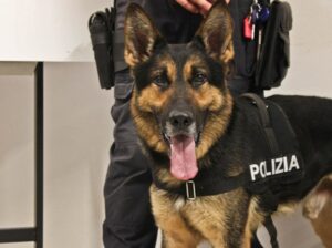 Un chilo di droga in casa scovato dai cani della Polizia, arrestato un cinquantenne a Bagnoregio