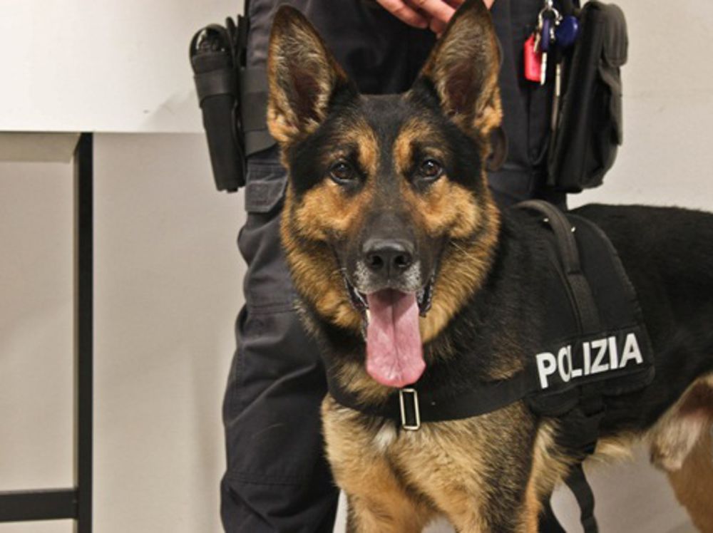 Un chilo di droga in casa scovato dai cani della Polizia, arrestato un cinquantenne a Bagnoregio
