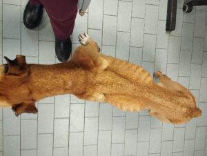 FdI Roma: “Cane Bogota’ ignorato da istituzioni malgrado gravi condizioni salute”