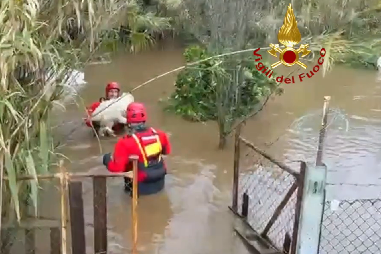 Nubifragio in Sardegna, i vigili del fuoco salvano i cani di un rifugio da morte certa (VIDEO)