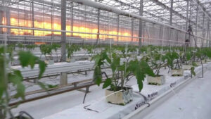 Sviluppo rurale, l’Italia ha speso il 99% dei fondi Ue