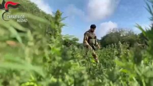 Maxi sequestro di droga in Sardegna: trentacinquemila piante di marijuana per un valore di 31 milioni di euro