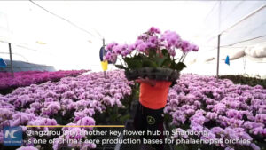 Cina, l’energia rinnovabile utilizzata per riscaldare le serre di fiori