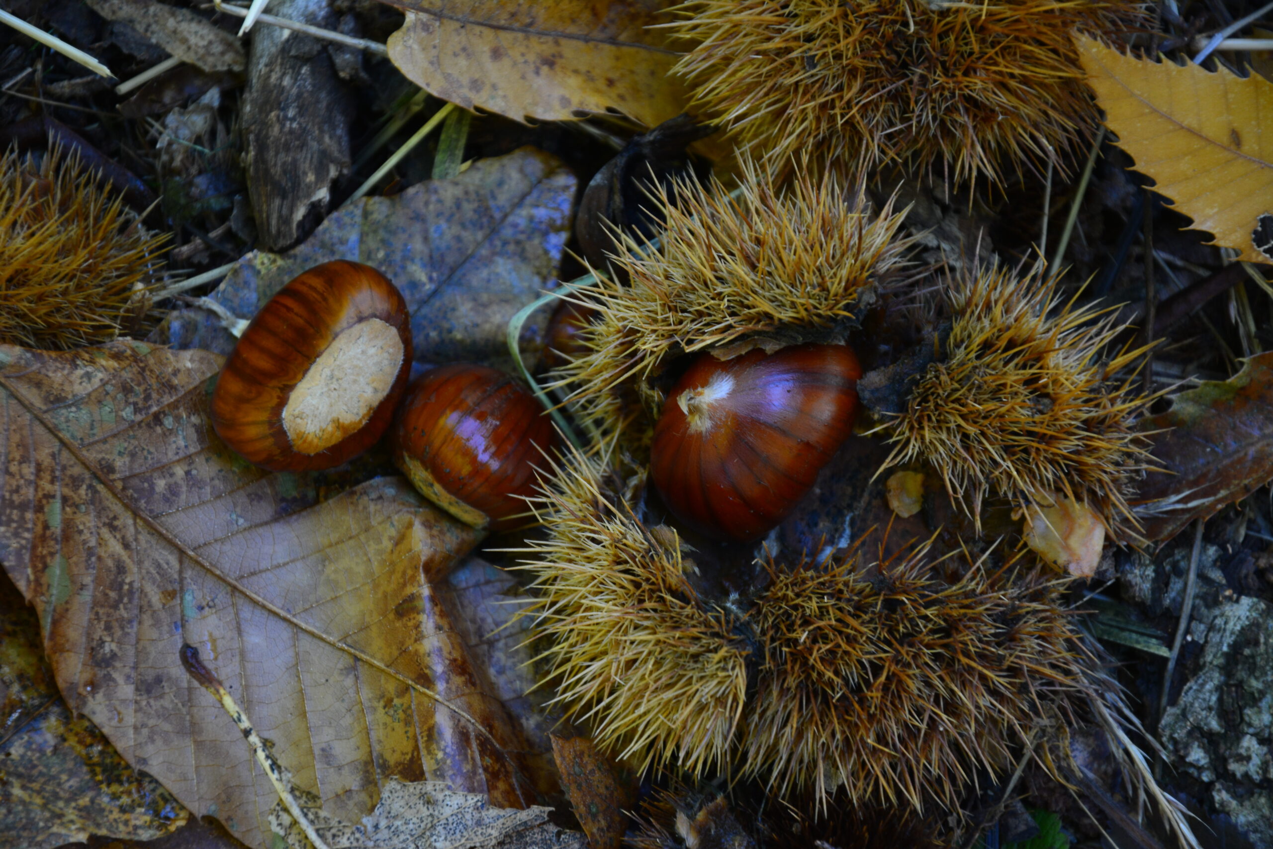 La Castagna Rossa di Capolaterra e la Coppa di Marmosedio inseriti tra i nuovi Prodotti Agroalimentari Tradizionali: il plauso di Copagri