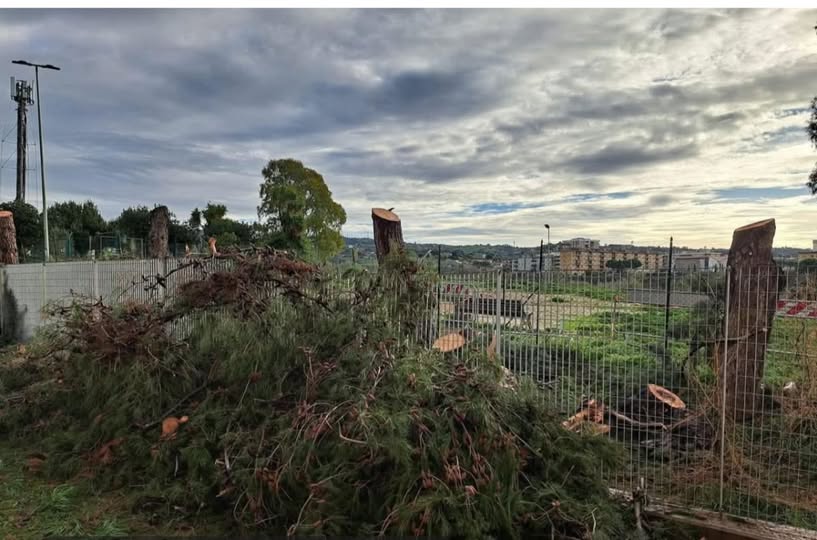 Civitavecchia – Alberi abbattuti all’Uliveto, caccia ai responsabili e polemiche social: Pincio sotto pressione