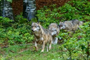 Fiumicino – Chiusa la Pineta Monumentale di Fregene: avvistato un branco di sei lupi