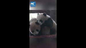 Due cuccioli gemelli di panda debuttano in pubblico allo Shanghai Wildlife Park