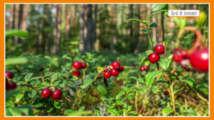 Sorsi di Benessere – Una tisana con mirtilli rossi e zenzero