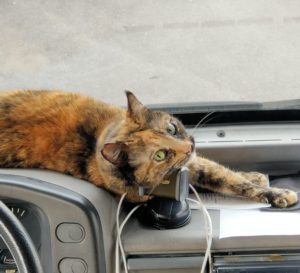 Roma – Rubato un camper ma a bordo c’è la gatta Martufella, appello disperato dei padroni: “Aiutateci, dateci notizie” (FOTO)
