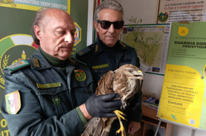 Cerveteri – Grande rapace salvato grazie alla segnalazione di un cittadino