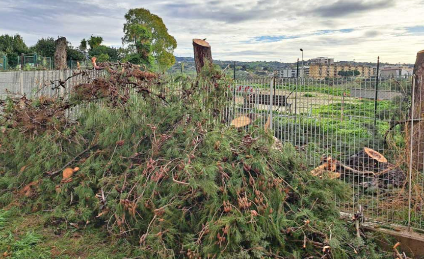 Civitavecchia – Alberi abbattuti senza permessi al parco Uliveto, il Comune pronto ad agire