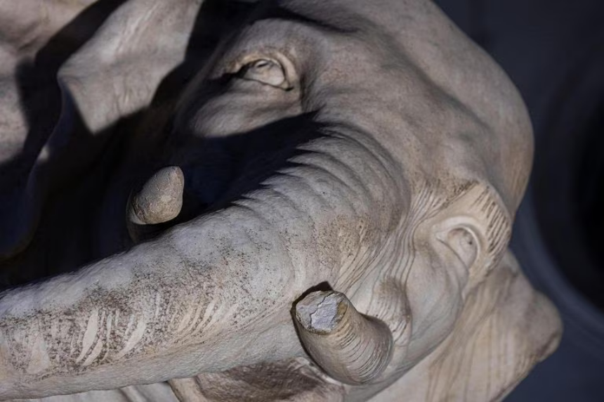 Roma – Vandali sfregiano di nuovo l’elefantino del Bernini a Piazza della Minerva: spezzata una zanna