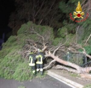 Santa Marinella – Grosso pino cade nella notte in via Giulio Cesare