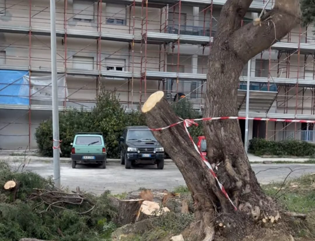 Civitavecchia – Abbattuti nuovi alberi a San Liborio: botta e risposta al veleno tra Giammusso e Giannini