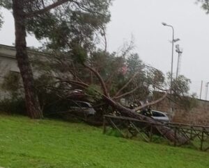 Civita Castellana – Pino crollato in paese, il sindaco rassicura: “Monitoraggio costante”