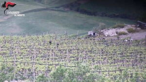 Coltivavano e vendevano marijuana, 5 arresti tra il Nisseno e il Palermitano