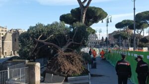 Roma – Via i pini ai Fori Imperiali: approvato l’intervento per rimuovere e sostituire gli alberi