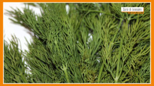 Sorsi di Benessere – Le proprietà dell’aneto