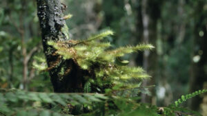 Il cambiamento climatico minaccia la biodiversità