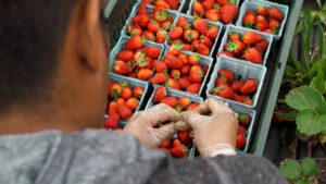 Export alimentare in aumento, ma manca personale qualificato