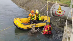 Lupa si tuffa in acqua, le immagini del salvataggio dei Vigili del Fuoco