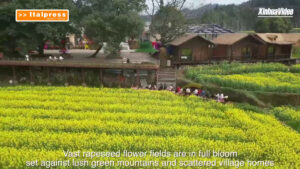 Cina, enormi distese di fiori attraggono i turisti nella provincia dell’Hunan