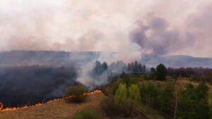 Caldo e siccità minacciano i boschi europei