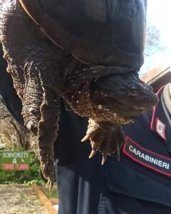 Allarme a Torre Flavia: secondo esemplare della pericolosa tartaruga azzannatrice in pochi giorni