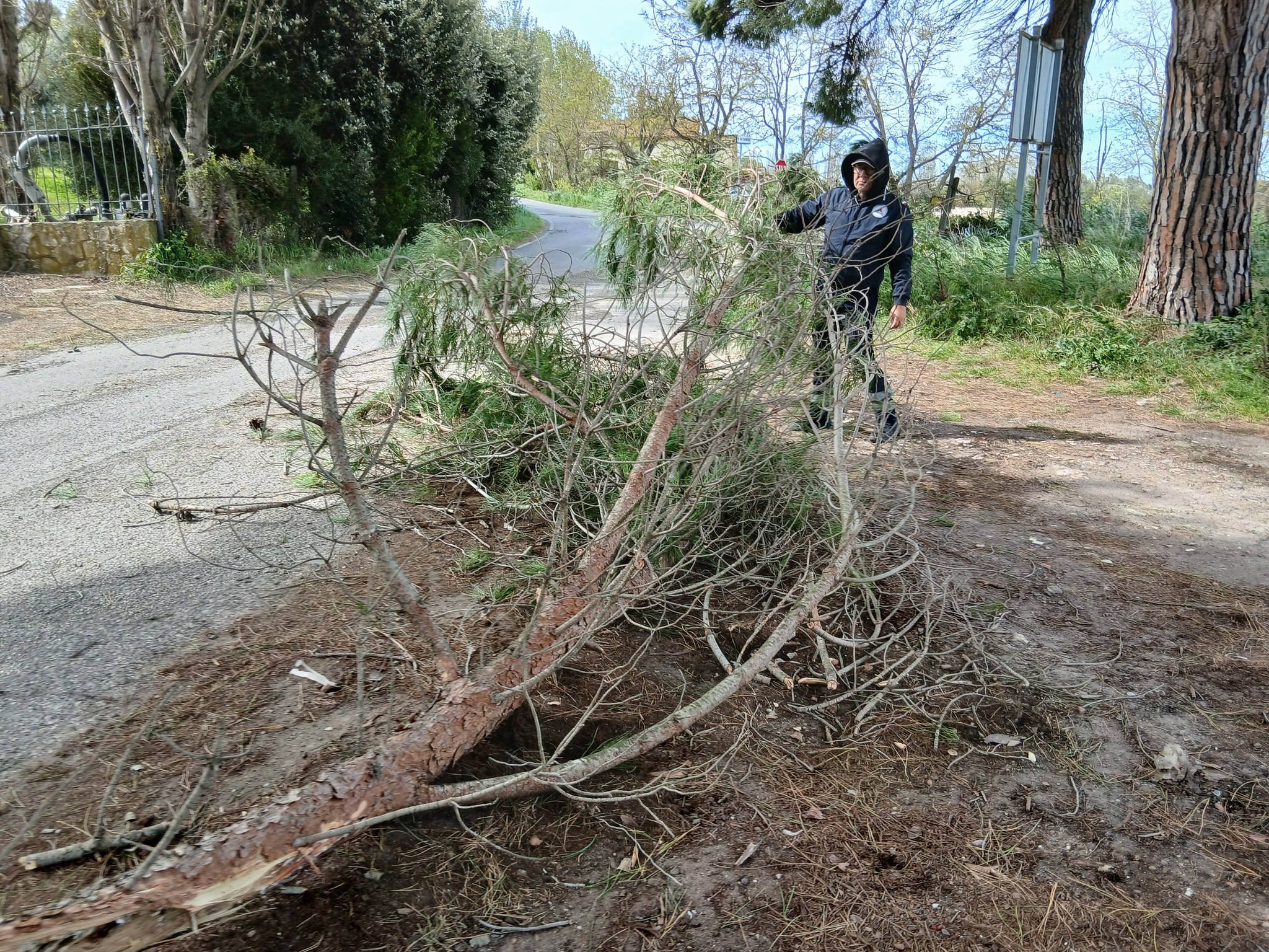 Tarquinia – Allerta vento: serie di interventi per rami caduti sulle strade (FOTO)