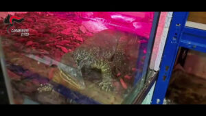 Rettili pericolosi nascosti in casa nel Barese, una denuncia