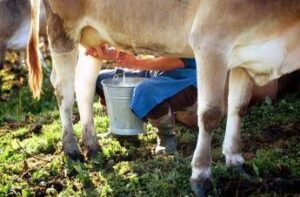 Formaggi a latte crudo, i benefici in un documento: “Troppo allarmismo”