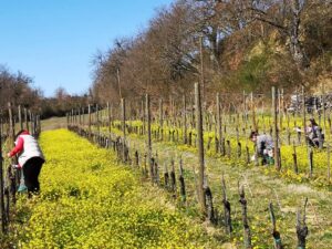 Gusto – Il Molinaccio: il volto artigianale del Vino Nobile di Montepulciano